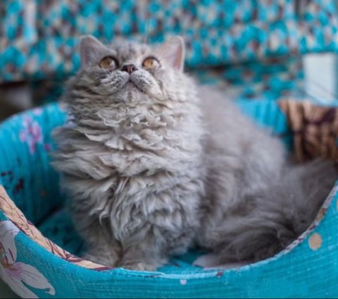 Kucing Lambkin (Sumber: Instagram/munchkin_babycat)