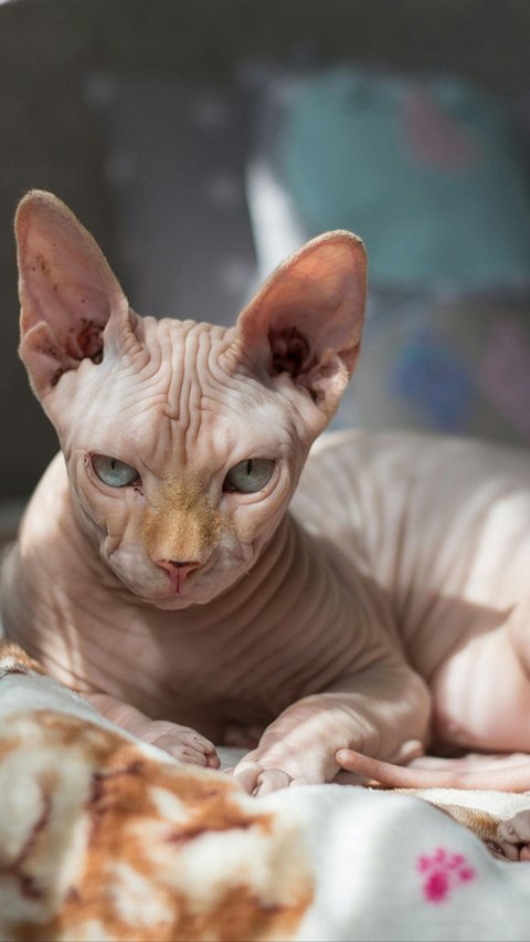 Rekomendasi berbagai macam kucing peliharaan dengan karakteristik menggemaskan.