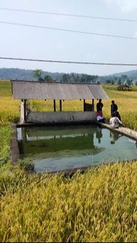 Kisah Mata Air Cigempol di Tengah Sawah Sumedang, Berusia Lebih dari 100 Tahun