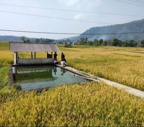 Kisah Mata Air Cigempol di Tengah Sawah Sumedang, Berusia Lebih dari 100 Tahun