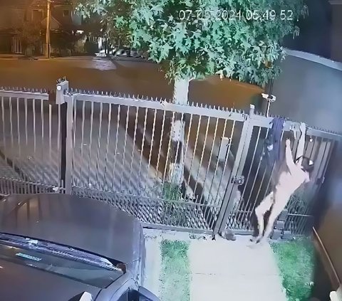Oops! Pants Stuck While Climbing the Fence, Female Thief Escapes Empty-Handed and Almost Naked