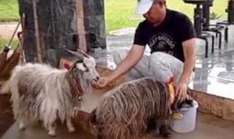 Bintang 4 di Pundak, Begini Gaya Sederhana Panglima TNI saat Ngasih Makan Kambing di Rumah