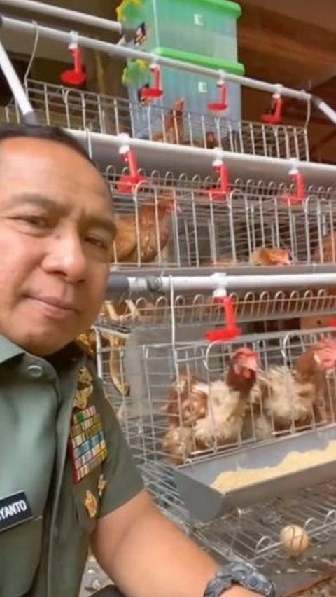 Ayam-ayam tersebut bisa menghasilkan telur setiap harinya yang bisa langsung dikonsumsi untuk keluarga.<br>