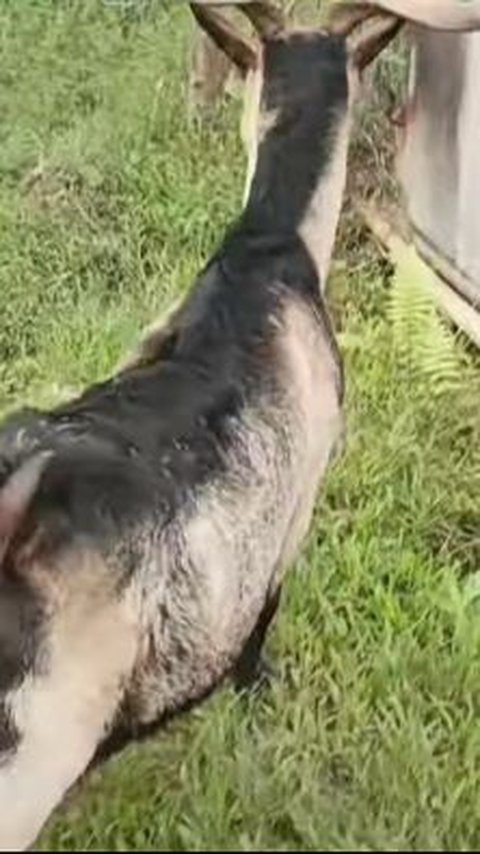 Kambing Tidak Dikonsumsi<br>