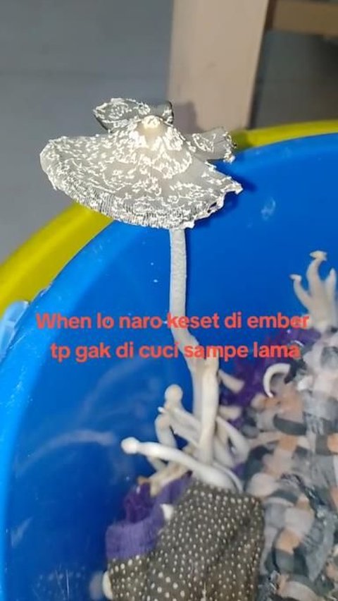 Viral! Forgot to Soak Dirty Mat for Too Long, Suddenly Grew Umbrella Mushroom, Netizens: 'Make it a Seblak Topping'