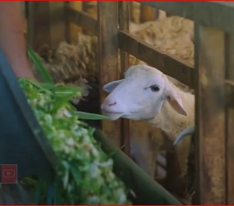 Pemuda 22 Tahun Asal Magelang Ini Sukses Beternak Domba, Punya Bank Pakan Sendiri
