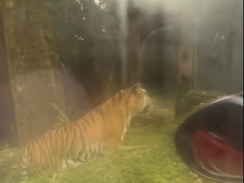 Viral Mobil Pengunjung Taman Safari Mogok di Kandang Harimau, Warganet Ikut Deg-Degan