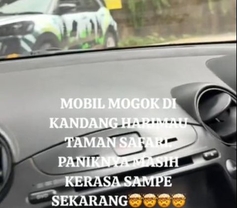 Viral Mobil Pengunjung Taman Safari Mogok di Kandang Harimau, Warganet Ikut Deg-Degan