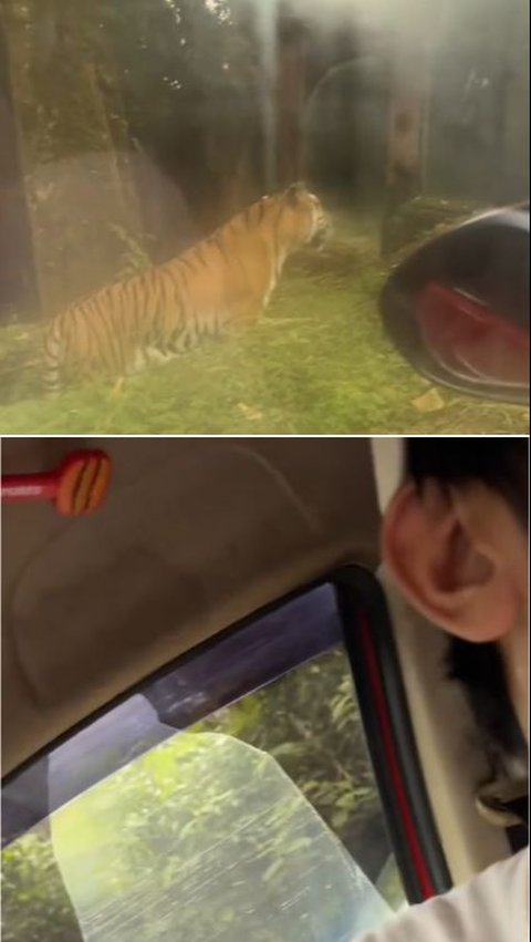 Viral Mobil Pengunjung Taman Safari Mogok di Kandang Harimau, Warganet Ikut Deg-Degan