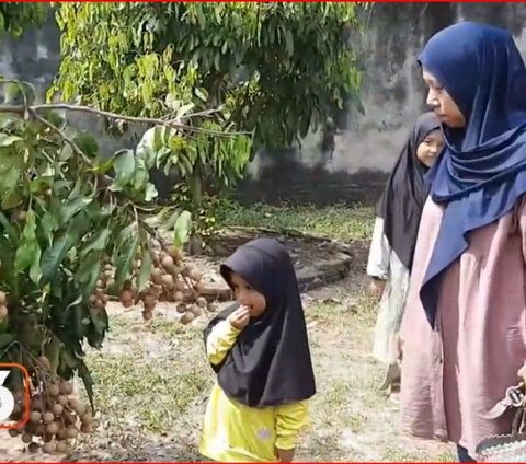 Serunya Makan Kelengkeng Sepuasnya di Agrowisata Sukoharjo, Ada Kelengkeng Rendah Gula Ramah Diabetes