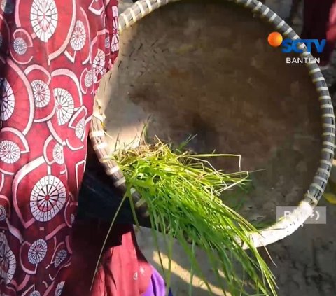 Aksi Emak-Emak di Lebak Tanam Padi di Tengah Jalan, Protes Jalan Rusak Kerap Jadi Penyebab Kecelakaan