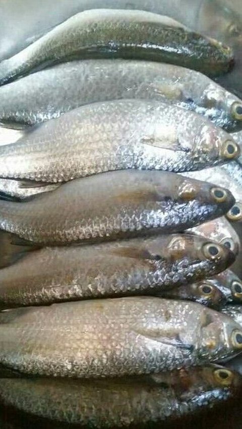 Tidak Perlu Dipresto, Ini Trik Siangi Ikan Bandeng Biar Terhindar dari Duri Tajam