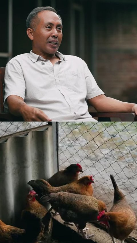 <b>Kisah Sukses Pria Asal Malang Ternak 500 Ekor Ayam Kampung di Kompleks Perumahan Tanpa Bau, Bermula dari Hobi Kini Jadi Supplier Daging </b>