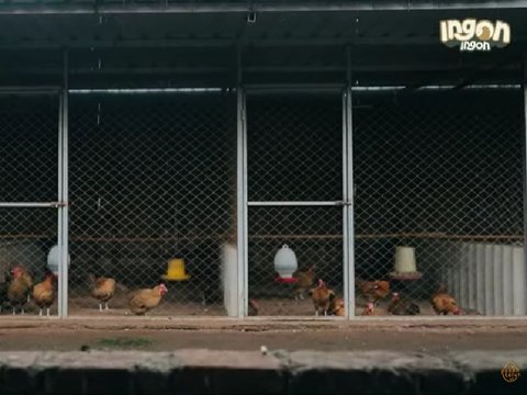 Kisah Sukses Pria Asal Malang Ternak 500 Ekor Ayam Kampung di Kompleks Perumahan Tanpa Bau, Bermula dari Hobi Kini Jadi Supplier Daging