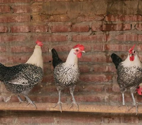 Kisah Sukses Pria Asal Malang Ternak 500 Ekor Ayam Kampung di Kompleks Perumahan Tanpa Bau, Bermula dari Hobi Kini Jadi Supplier Daging