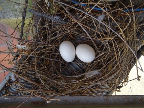 2. Membuang Telur Burung Lain