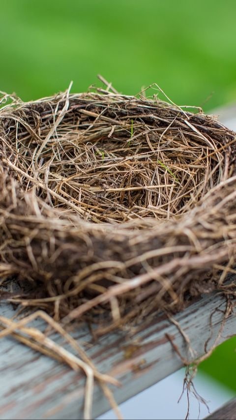 <b>5 Fakta Burung Kedasih Si Burung Licik dan Cerdik, Punya Suara Seram yang Khas</b><br>