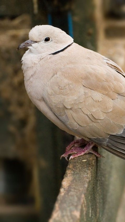 7 Mitos Burung Puter Bunyi Malam Hari, Bisa Jadi Pertanda Baik dan Buruk