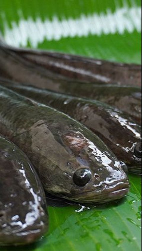 <b>1. Ikan Gabus</b>