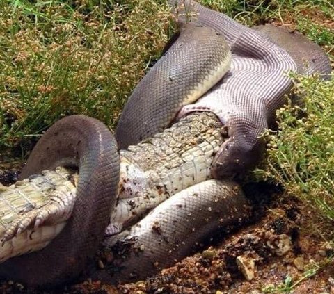 Chilling! Photos of Python Swallowing a Round Crocodile, Takes Several Months to Digest Completely