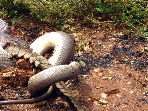 Chilling! Photos of Python Swallowing a Round Crocodile, Takes Several Months to Digest Completely