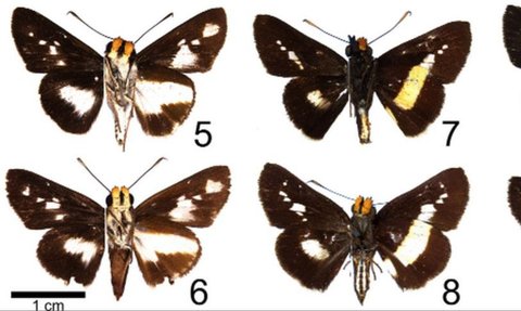Dikira Kotoran Burung yang Menempel di Dahan Pohon, Ternyata Ilmuwan Temukan Spesies Baru Kupu-Kupu
