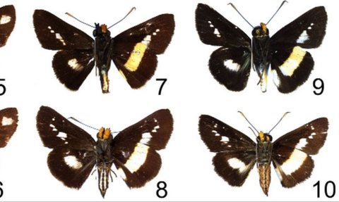 Dikira Kotoran Burung yang Menempel di Dahan Pohon, Ternyata Ilmuwan Temukan Spesies Baru Kupu-Kupu