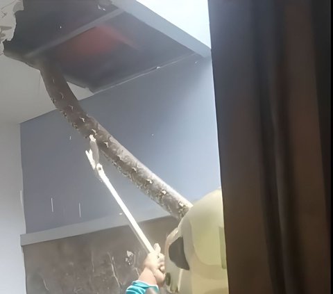 Dramatic Moment of Evacuating Giant Python from Resident's Ceiling in Surabaya, Requires 3 Officers to Subdue the Snake