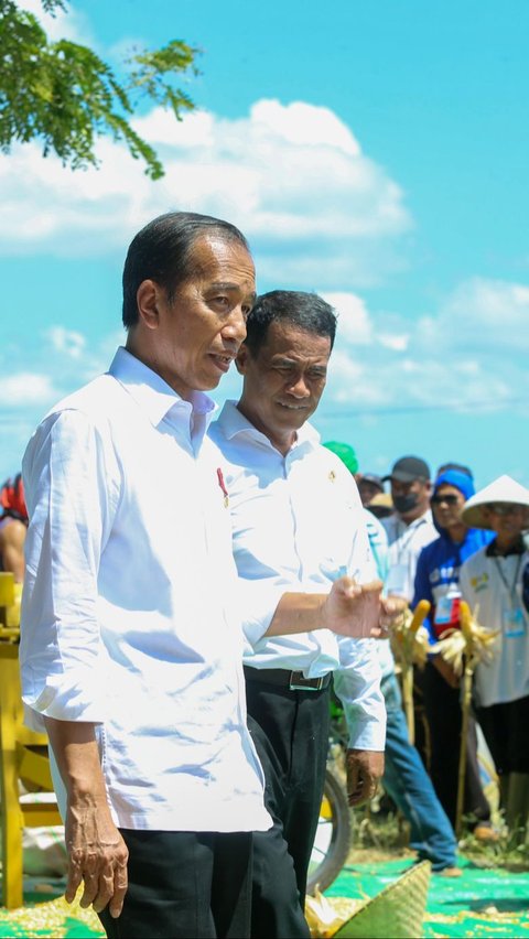 Panen Jagung bersama Mentan di Sumbawa, Presiden Jokowi Tekankan Keseimbangan Harga