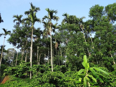 3. Kampung Kopi Banaran