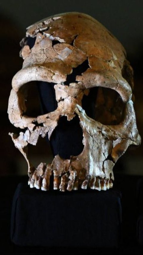 Arkeolog Rekonstruksi Wajah Wanita Neanderthal Berusia 75.000 Tahun, Begini Parasnya