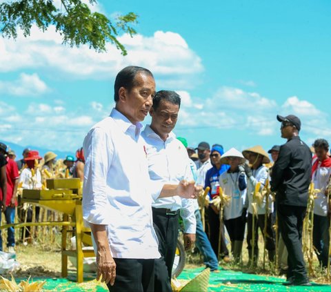 Panen Jagung di Sumbawa Bersama Mentan, Presiden Sebut Hilirisasi Jadi Langkah Strategis Stabilkan Harga