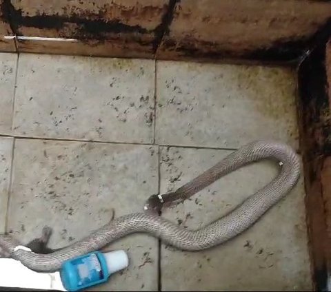 Menegangkan, Detik-detik Ular Kobra Dievakuasi dari Dalam Bak Air Rumah Warga