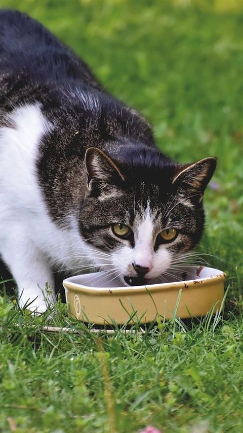 Kelebihan dan Kekurangan Dry Food untuk Kucing, Perlu Diketahui