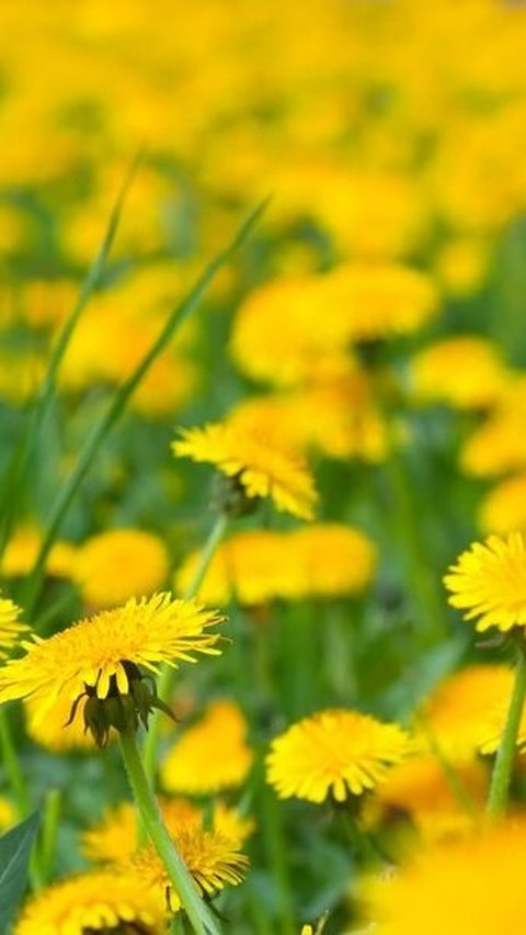 Dandelion mungkin terlihat seperti tanaman biasa di halaman belakang, tetapi khasiatnya yang luar biasa menjadikannya salah satu tanaman obat yang patut diperhitungkan. 