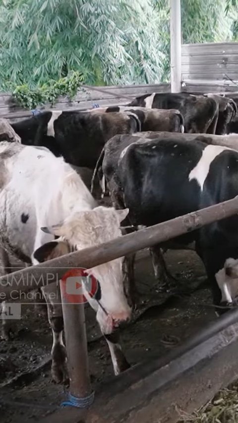 Modal 3 Ekor Sapi, Peternak Ini Sukses Raup Cuan Puluhan Juta Rupiah per Bulan