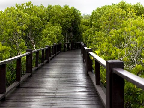 4. Mangrove Tracking