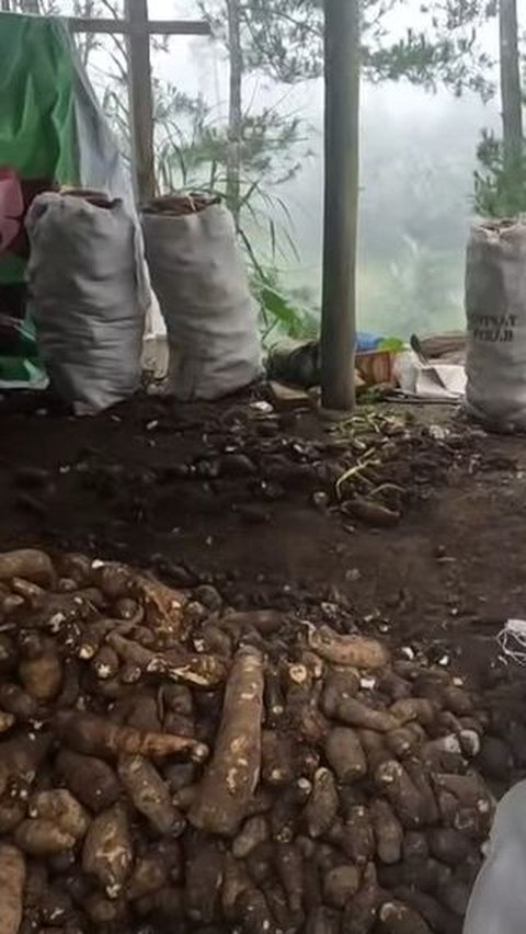 Untuk menjalankan bisnis ini, tentu saja harus menyiapkan modal tidak sedikit, sebab Nana menerima semua hasil bumi dari petani. <br>