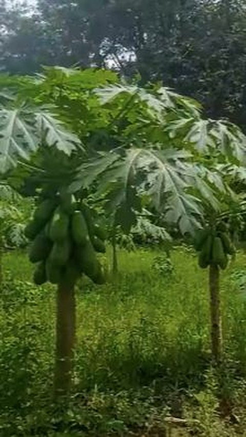 Petani Mengeluh Panen Pepaya California Berlimpah Tapi Tak Laku, Akui Penyebabnya karena Salah Berdoa