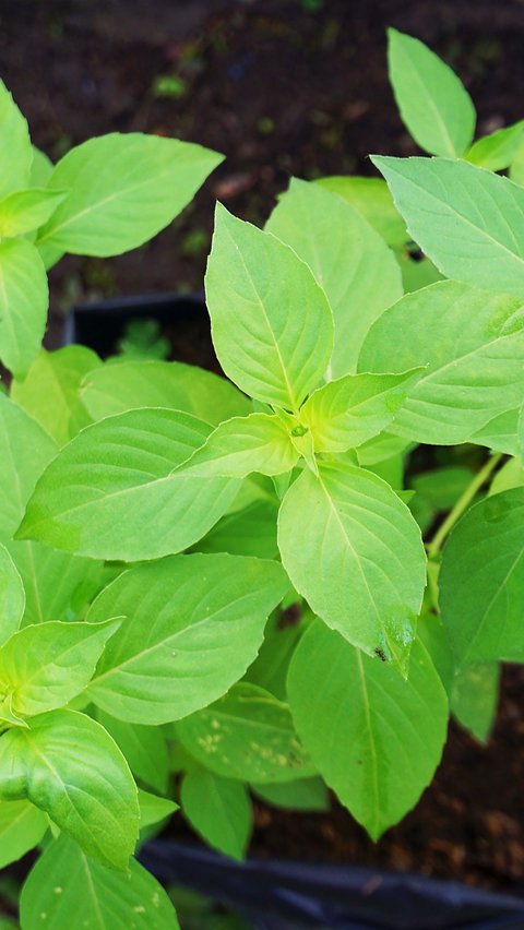 Not Just a Complement to Lalapan, Basil Leaves Can Lower Cholesterol