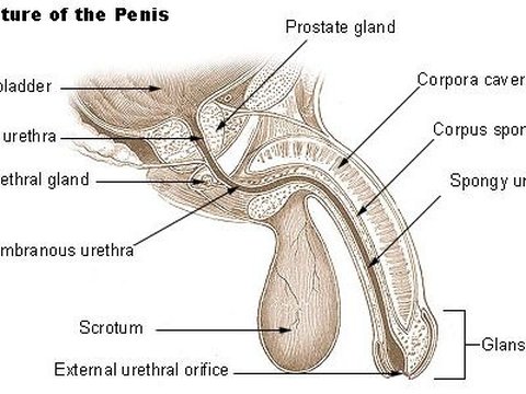 Gejala Kanker Penis