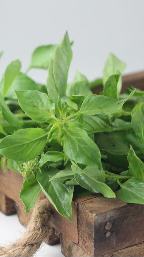 Not Just a Complement to Lalapan, Basil Leaves Can Lower Cholesterol