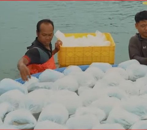 Melihat Kawasan Tambak Udang Modern di Kebumen, Lakukan Berbagai Terobosan Budi Daya dengan Fasilitas Penunjang