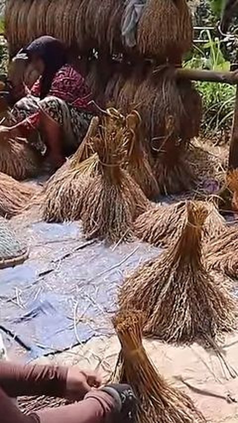 Potret warga desa bergotong royong menata padi sebelum dijemur dan nantinya disimpan di lumbung untuk dikonsumsi bersama keluarga.