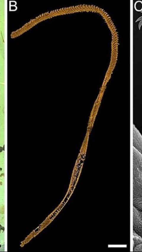 Ilmuwan Dibikin Pusing Gara-Gara Fosil Cacing Laut Terperangkap dalam Pohon Selama 99 Juta Tahun, Bagaimana Bisa?