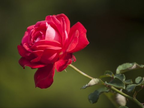 2. Mawar dapat hidup sangat lama