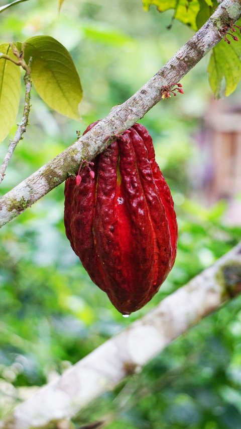 <b>Paket Edukasi Belajar Tumbuhan Kakao</b>