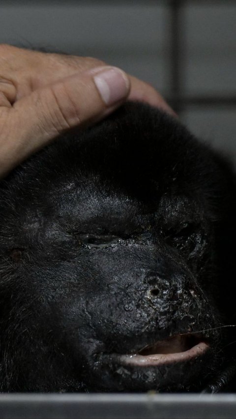 FOTO: Nestapa Puluhan Monyet Howler Langka di Meksiko Mati 'Terpanggang' Cuaca Panas