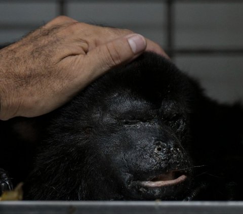 Dokter hewan Victor Morato memeriksa kondisi seekor monyet howler (Alouatta pigra) yang mendapatkan perawatan di Comalcalco, Negara Bagian Tabasco, Meksiko, pada 20 Mei 2024. Puluhan monyet howler liar, spesies yang dianggap terancam punah, ditemukan mati dan jatuh dari pohon ketika cuaca panas melanda negara tersebut.