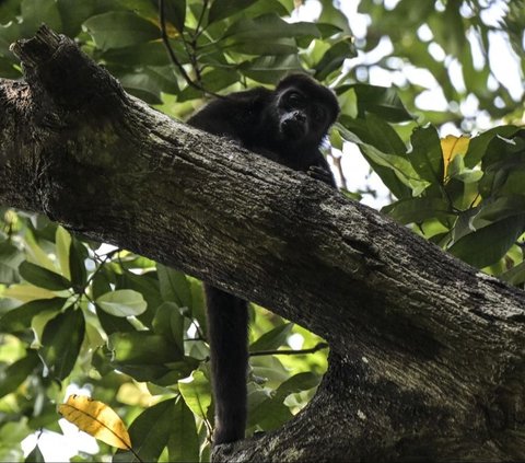 FOTO: Nestapa Puluhan Monyet Howler Langka di Meksiko Mati 'Terpanggang' Cuaca Panas